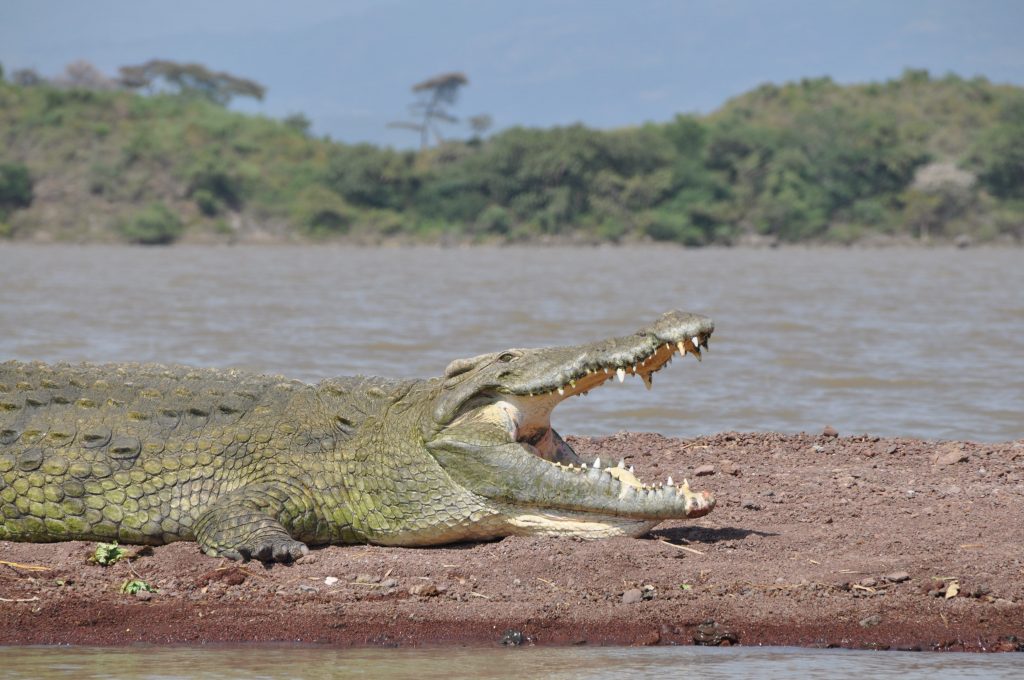 אגם צ'אמו (lake Chamo)
